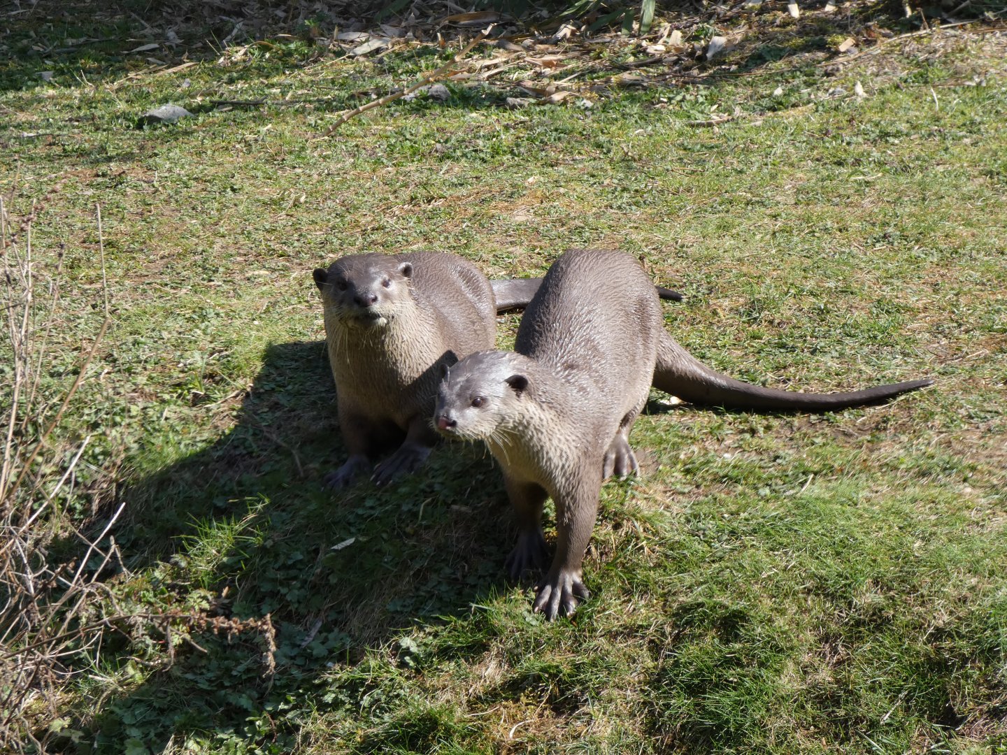 202503 - Smooth coated otter