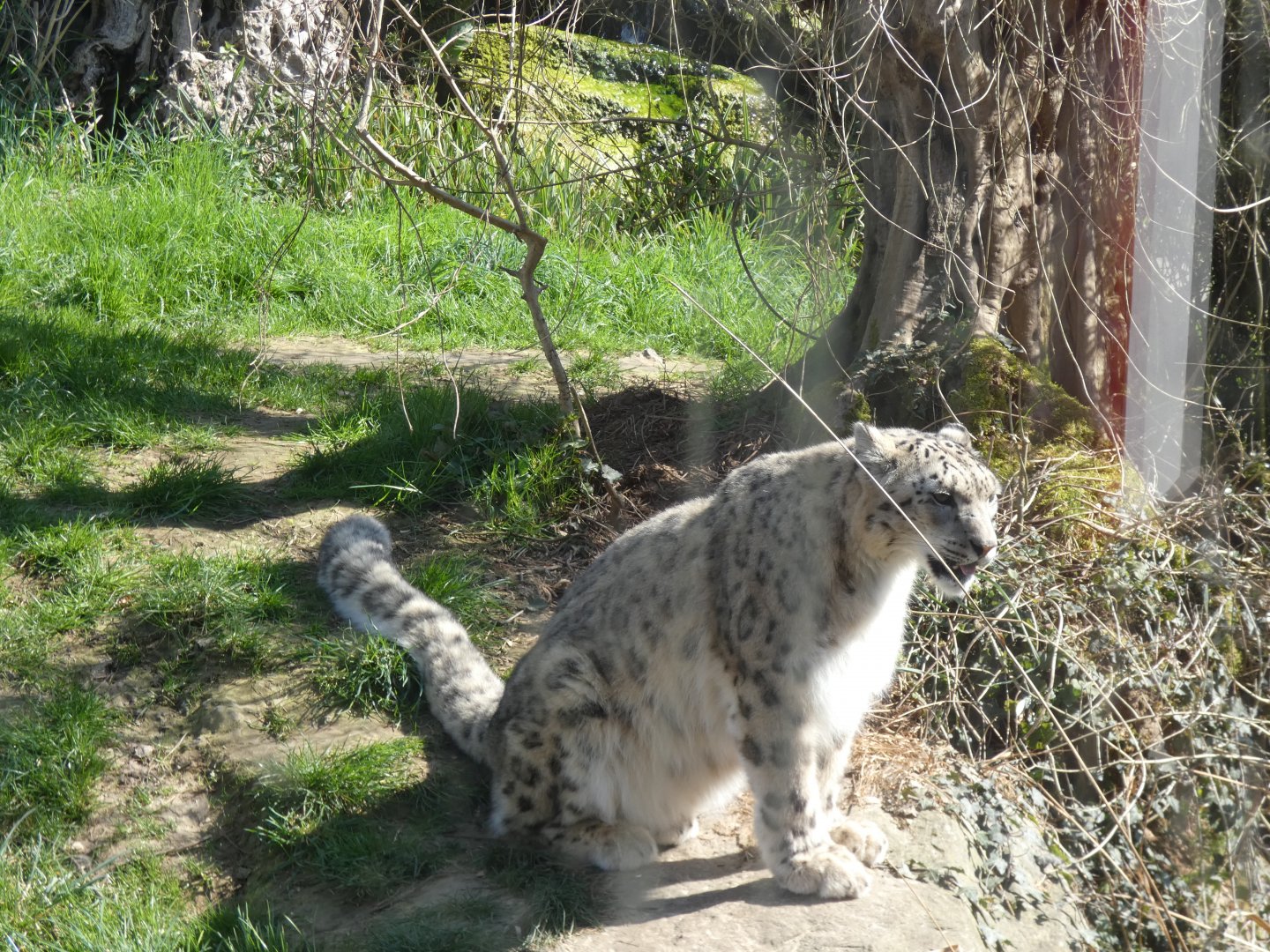 202503 - Snow leopard