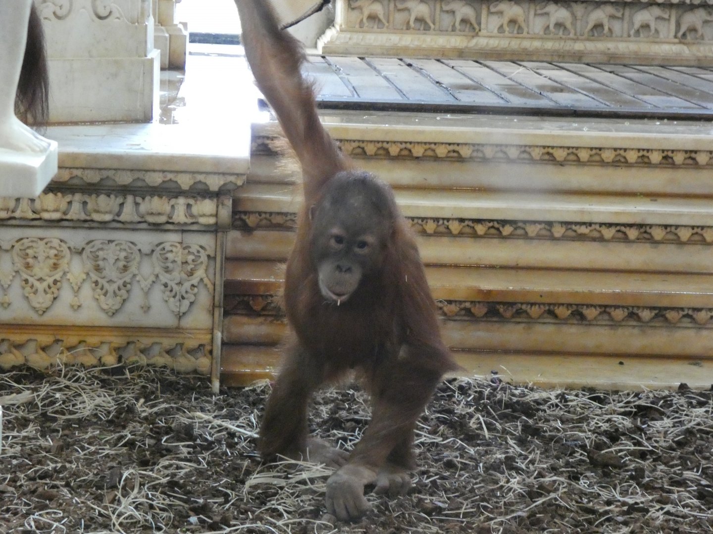 202503 - Sumatran Orang utan (juvenile)