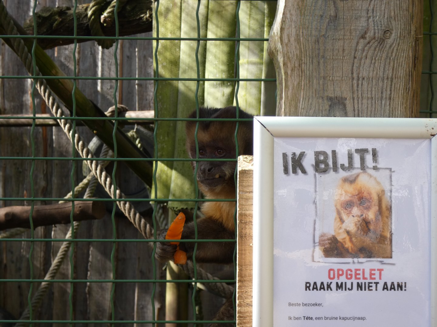 202503 - Tufted capuchin