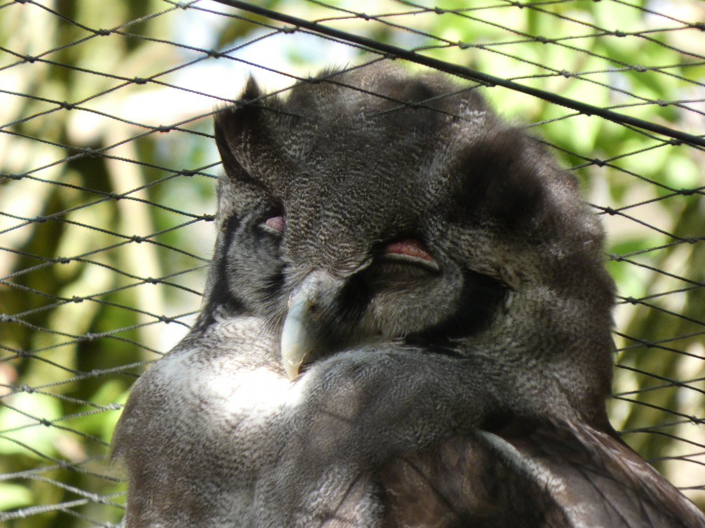 202503 - Verreaux's eagle-owl