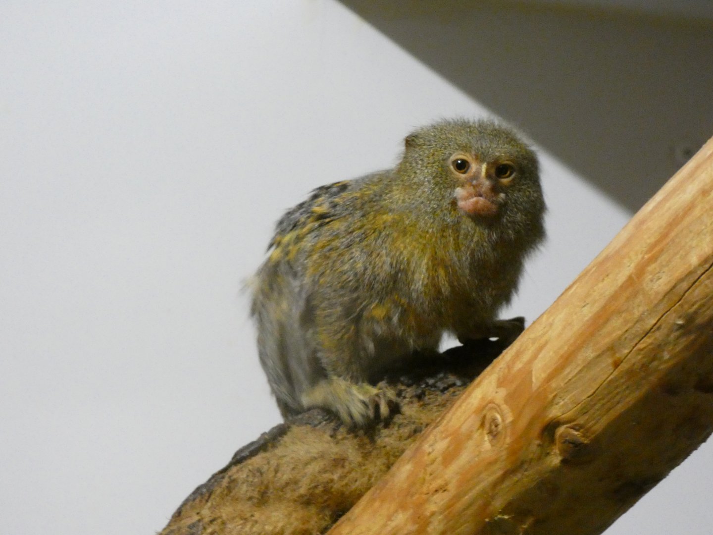 202503 - Western pygmy marmoset