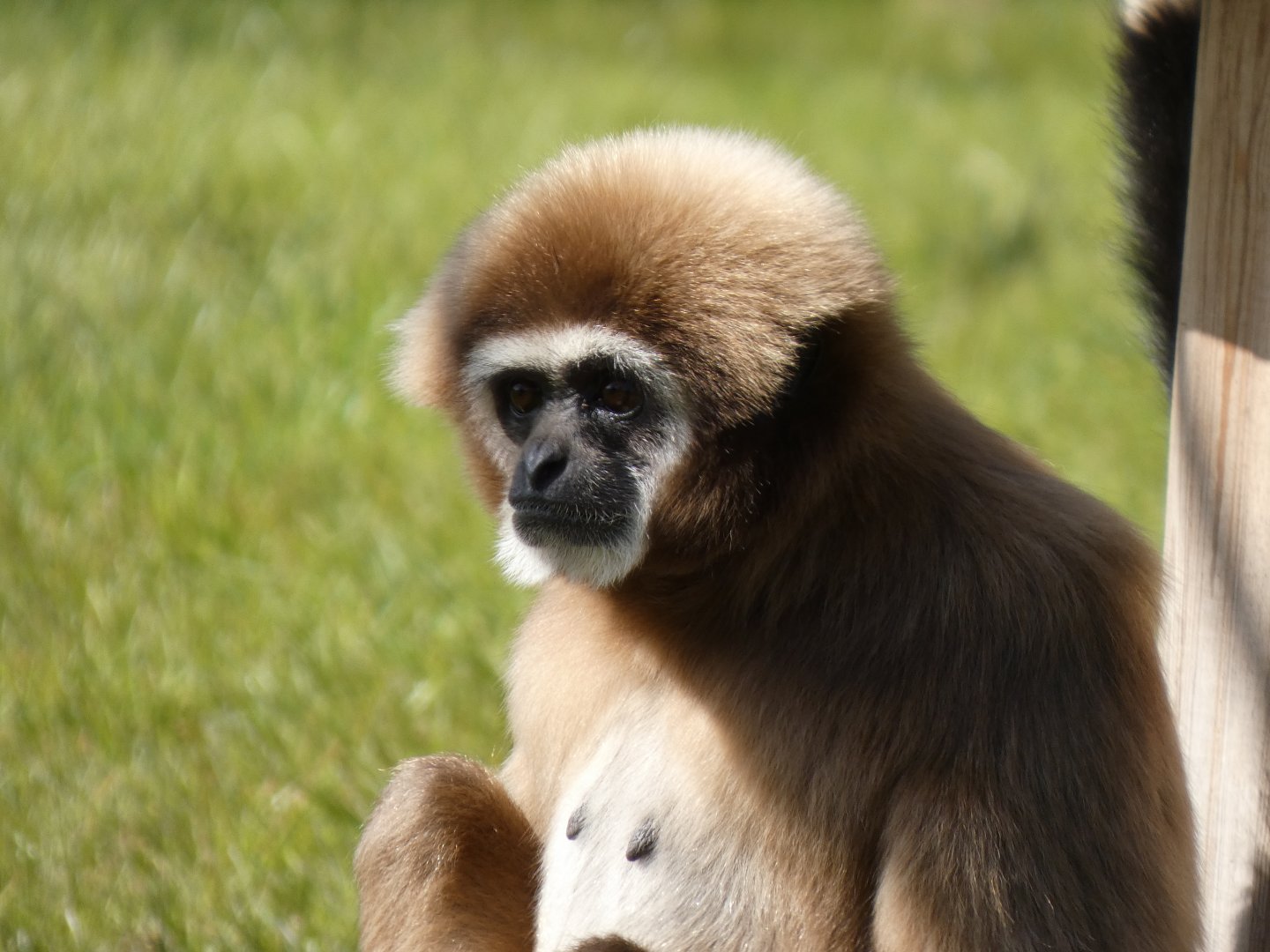 202503 - White-handed gibbon (female)