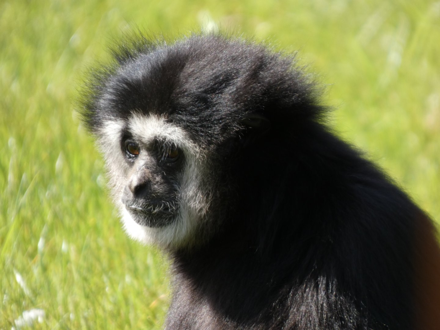 202503 - White-handed gibbon (male)