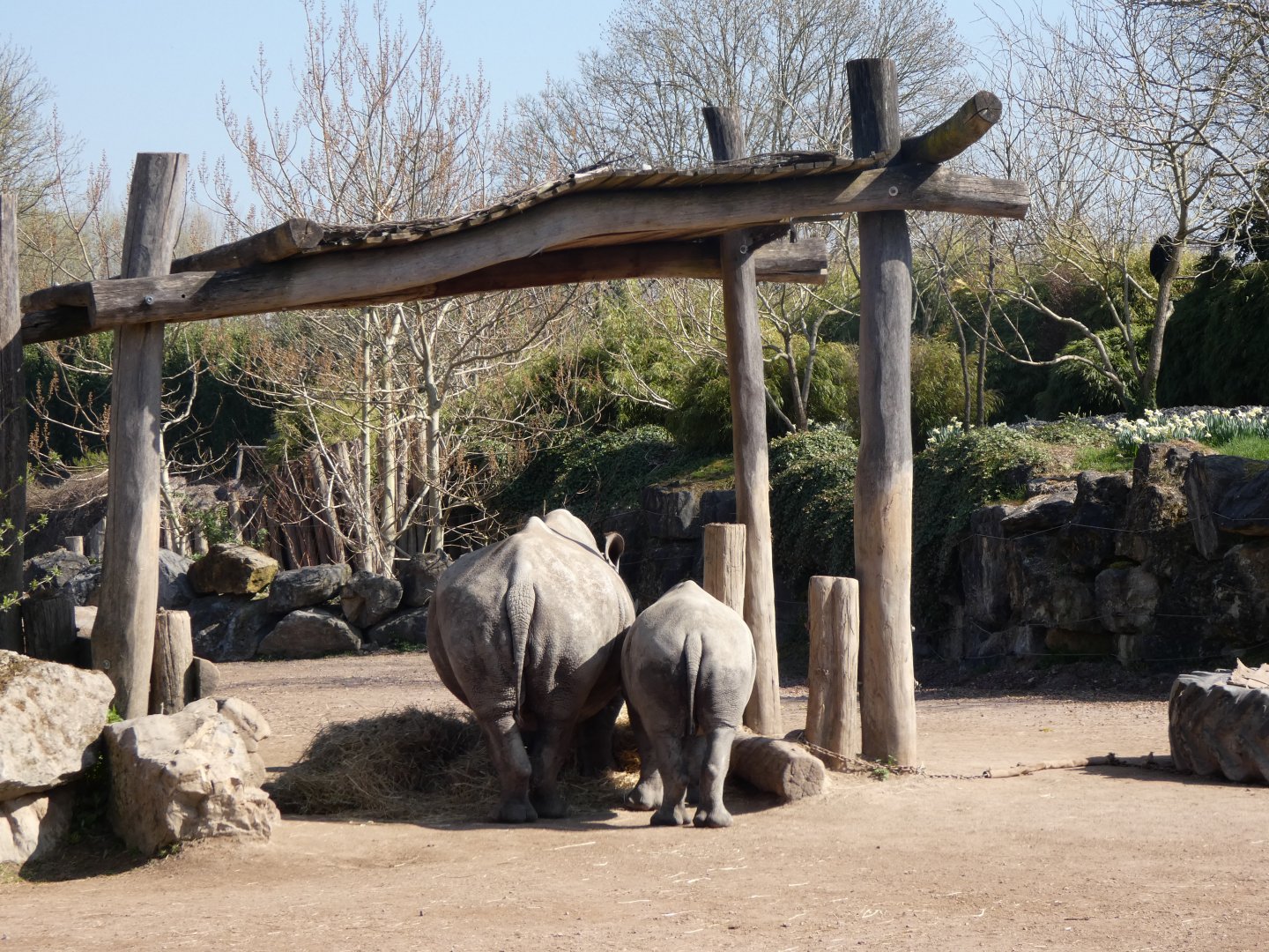 202503 - White rhinoceros