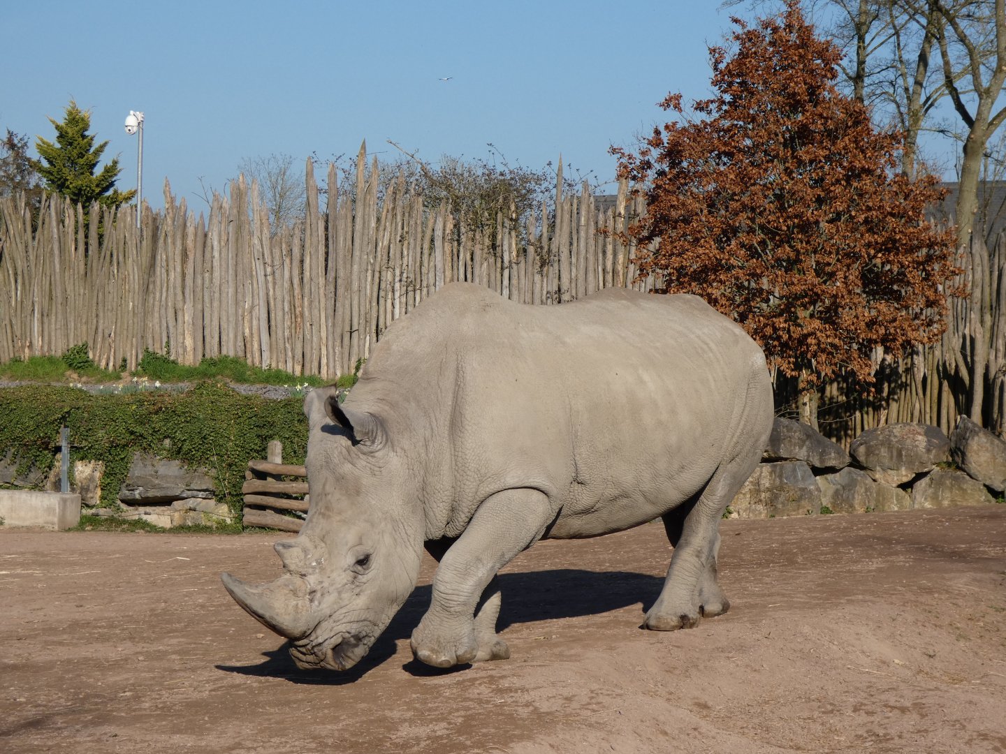 202503 - White rhinoceros