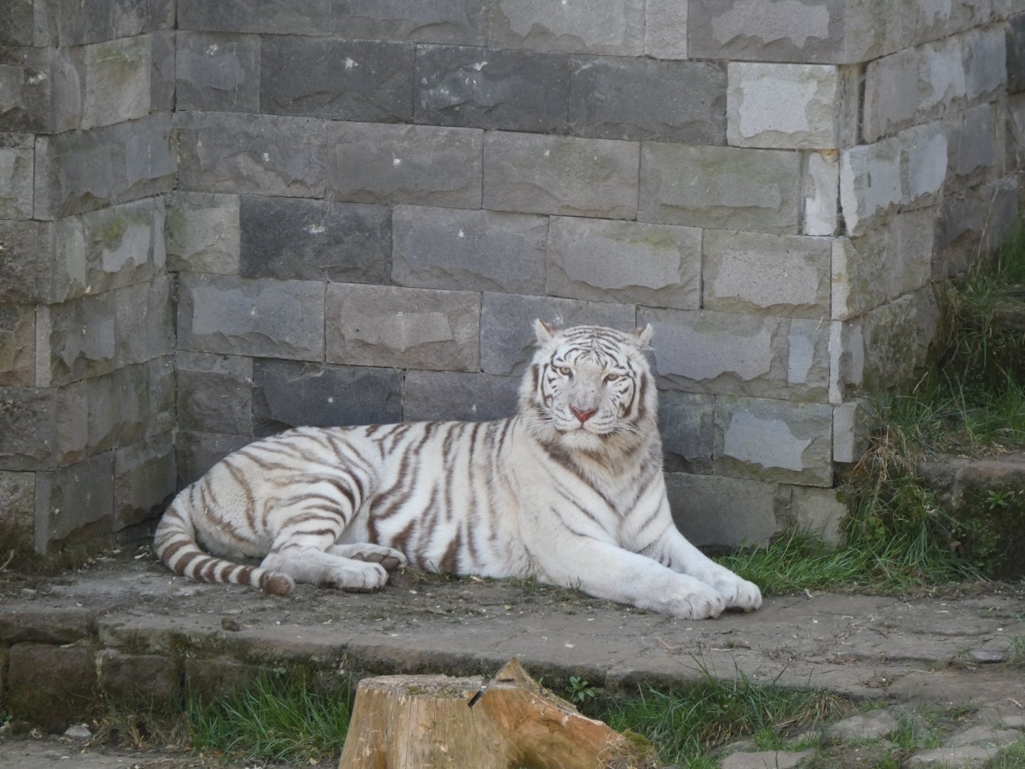 202503 - White siberian tiger