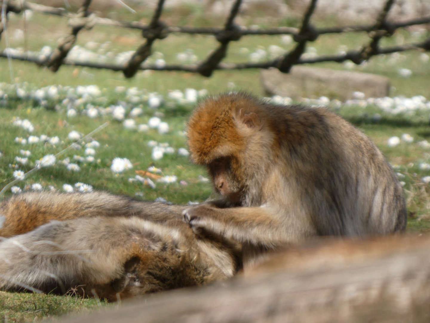 202504 - Barbary macaque