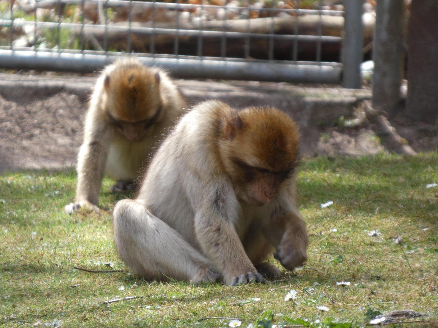 202504 - Barbary macaque