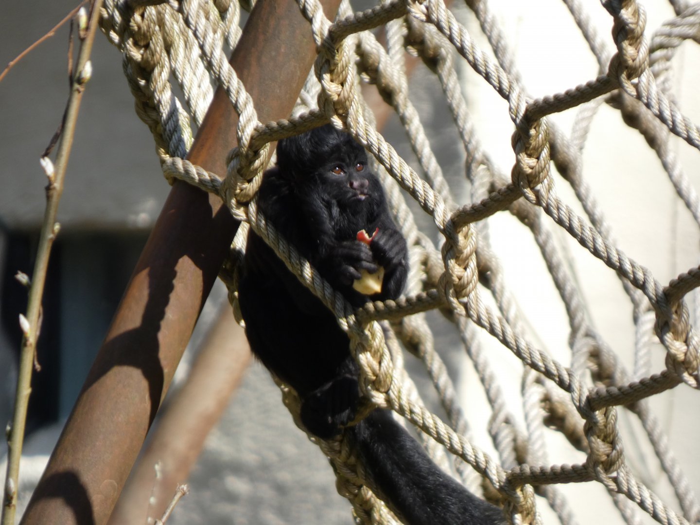 202504 - Black bearded saki