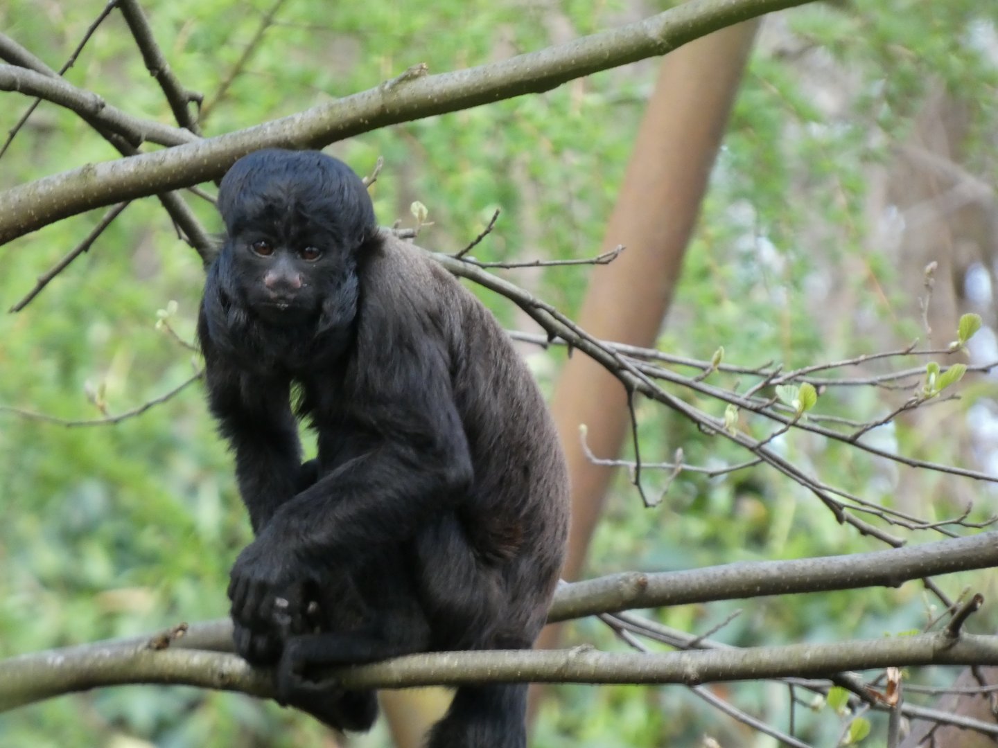 202504 - Black bearded saki