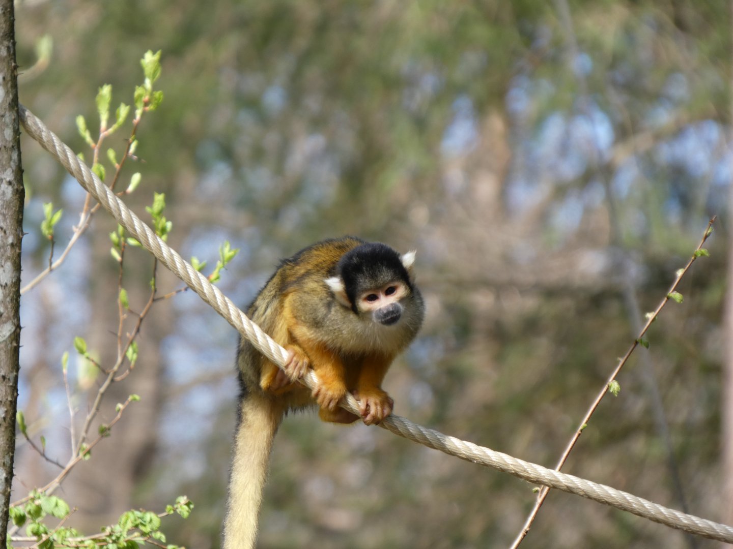 202504 - Black-capped squirrel monkey