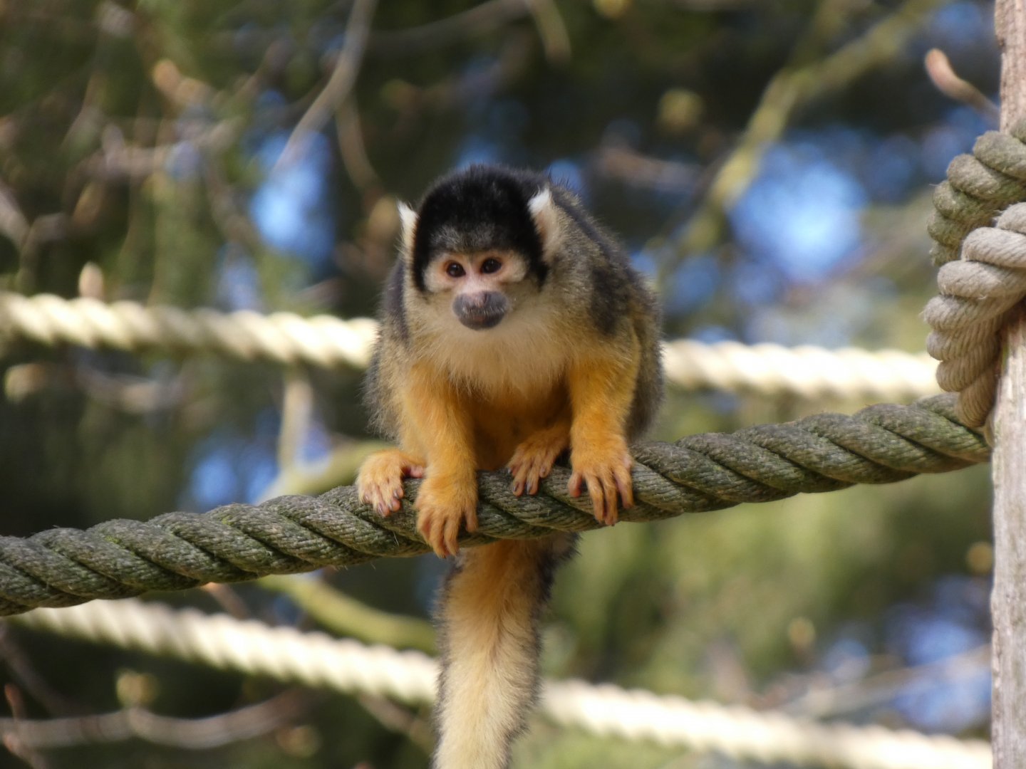 202504 - Black-capped squirrel monkey