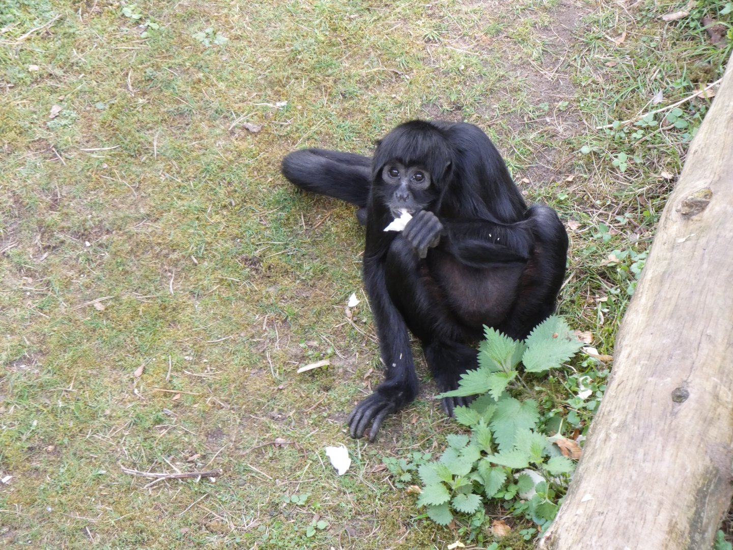 202504 - Black headed spider monkey