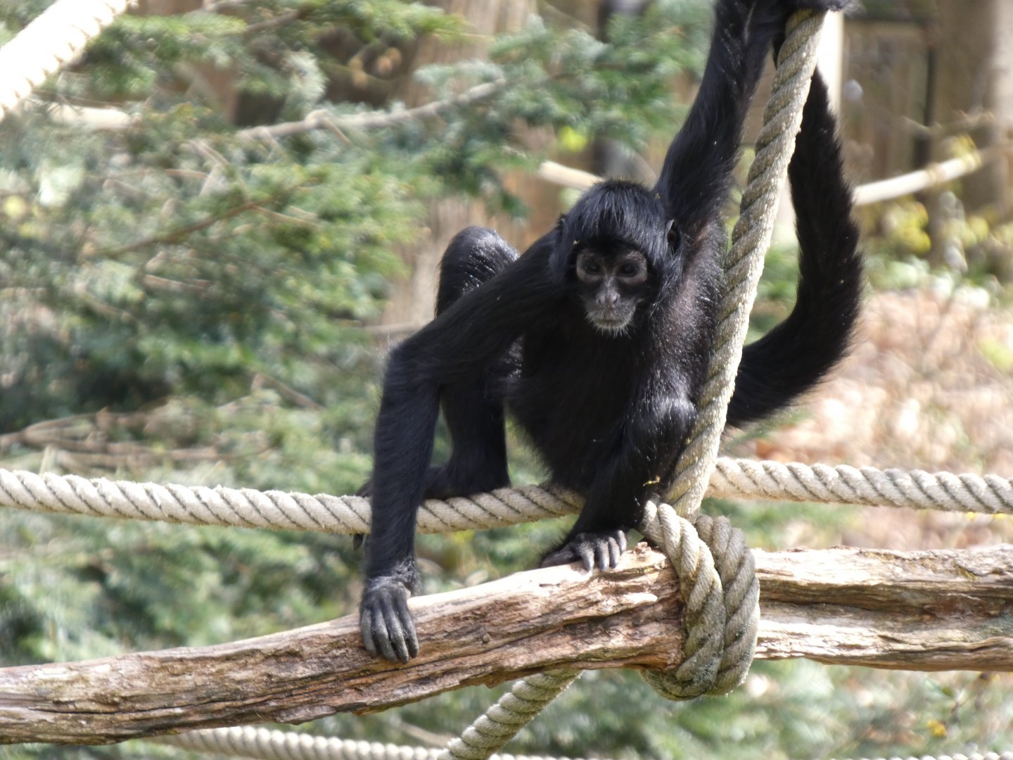 202504 - Black-headed spider monkey