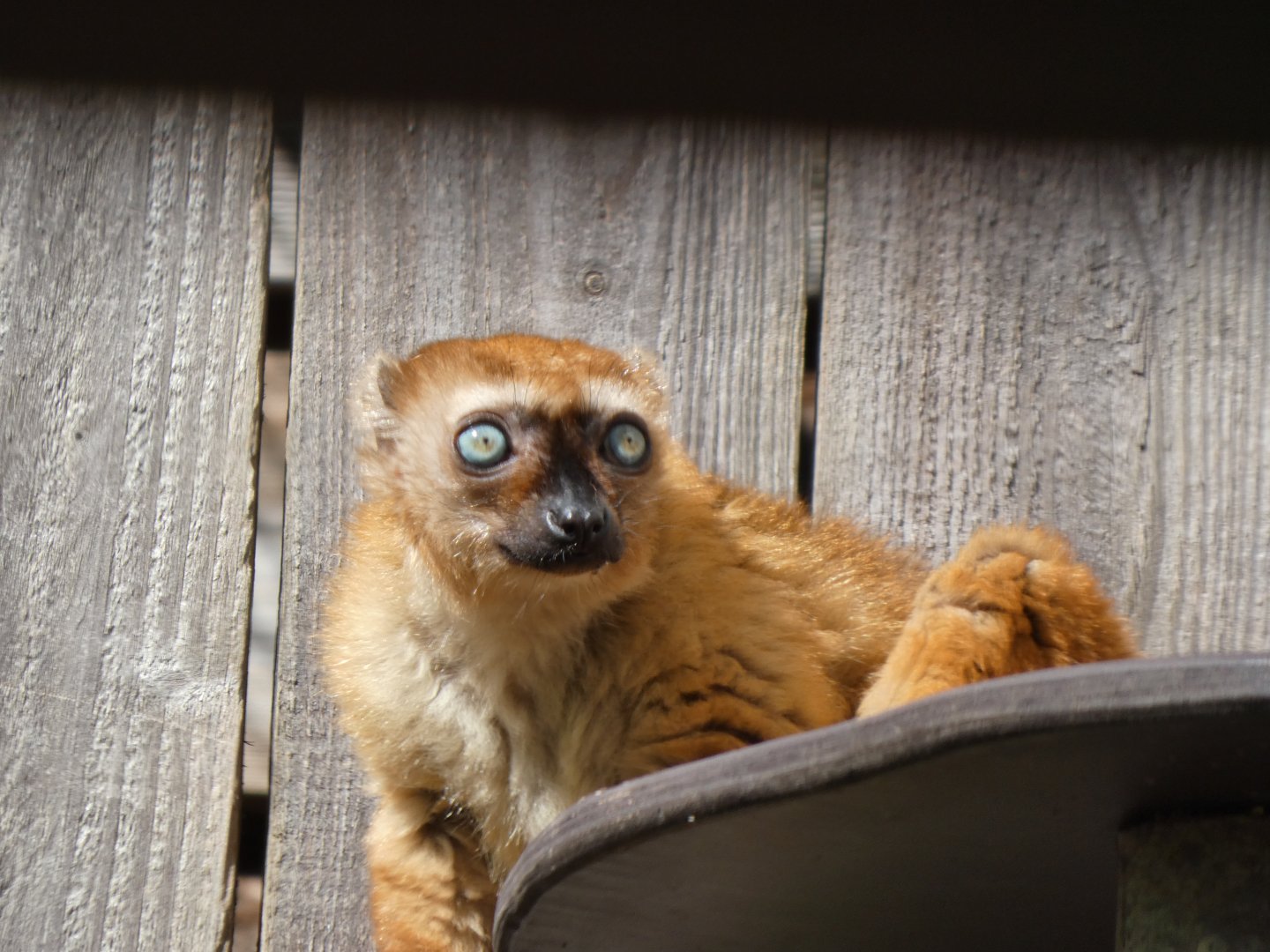 202504 - Blue-eyed black lemur (female)