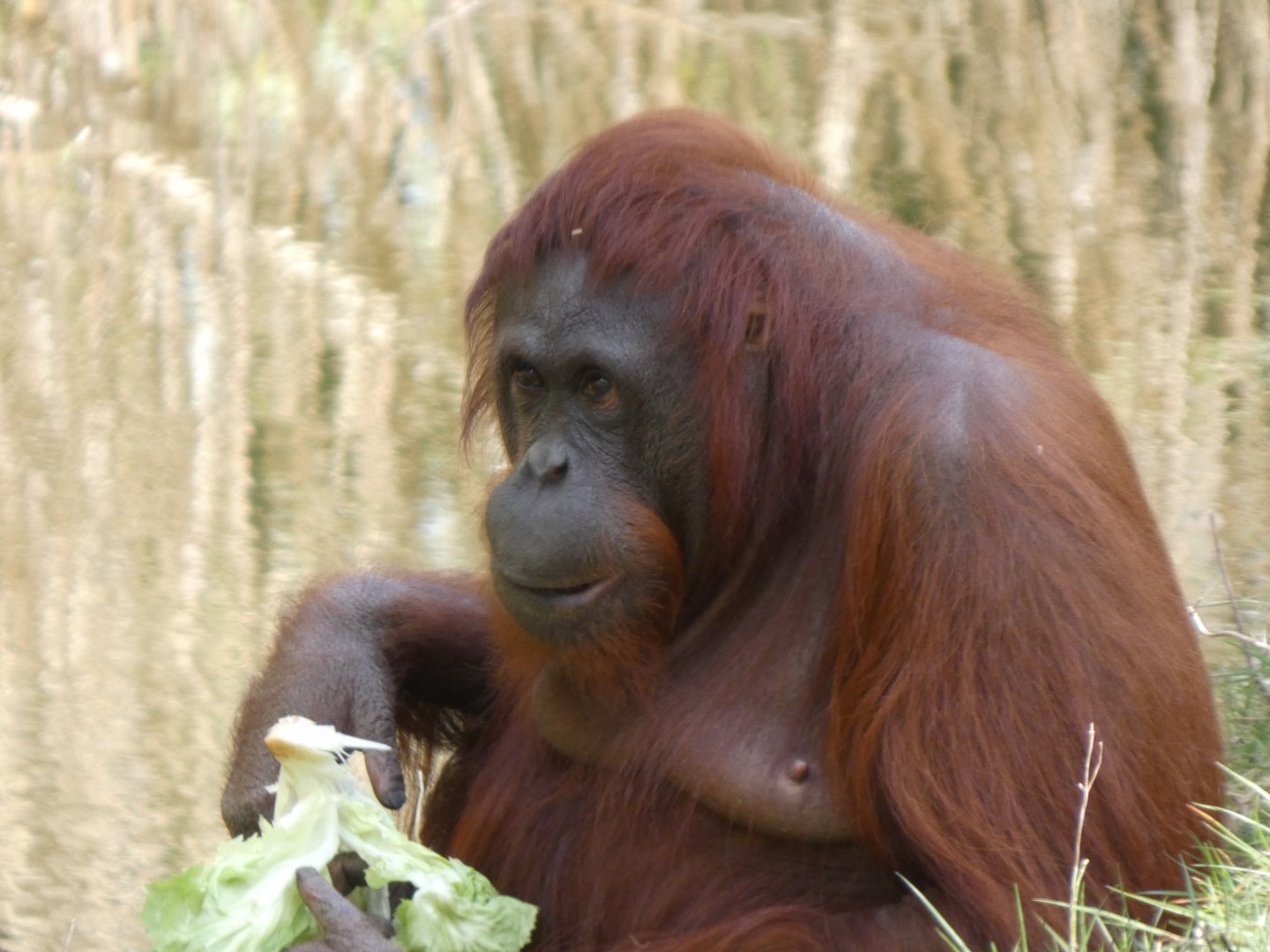 202504 - Bornean orang utan