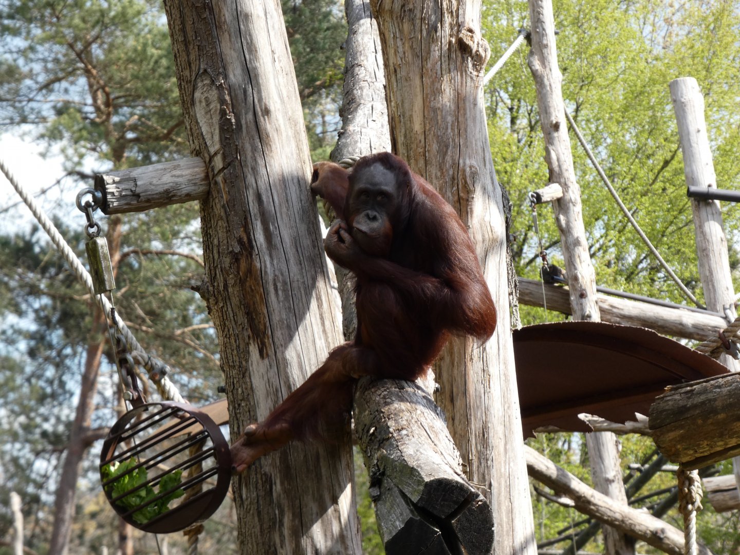 202504 - Bornean orang utan