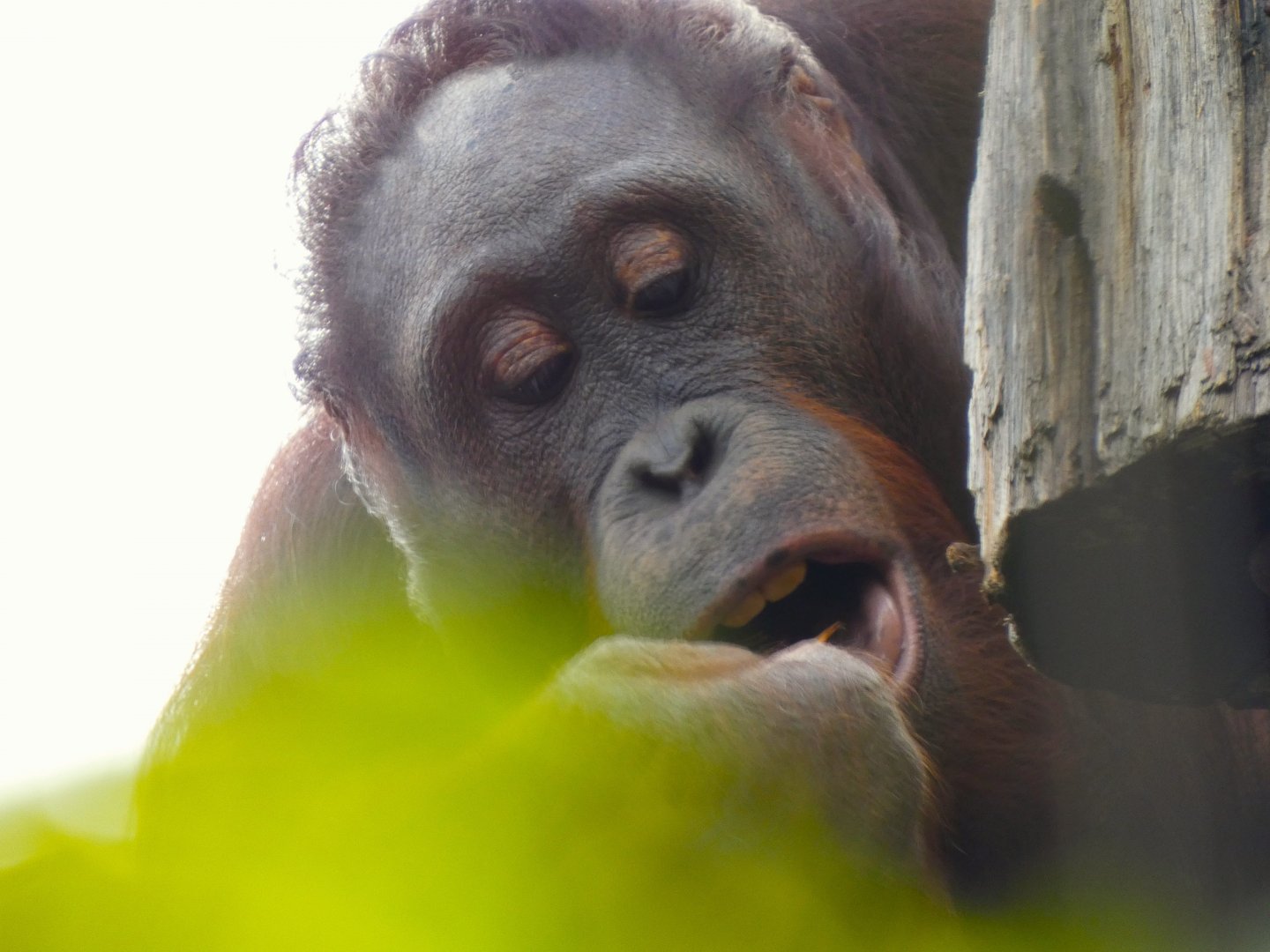 202504 - Bornean orang utan