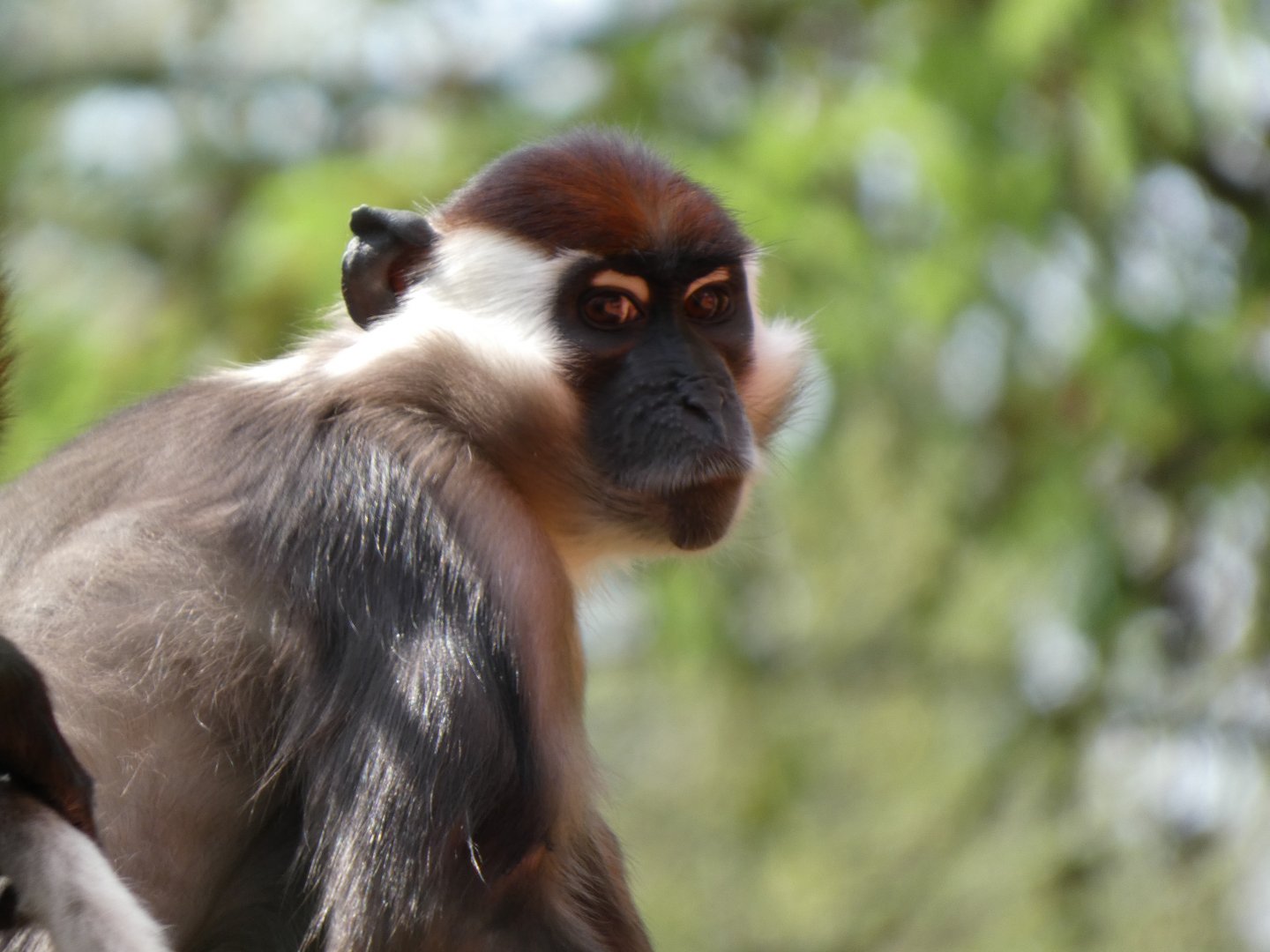 202504 - Collared mangabey
