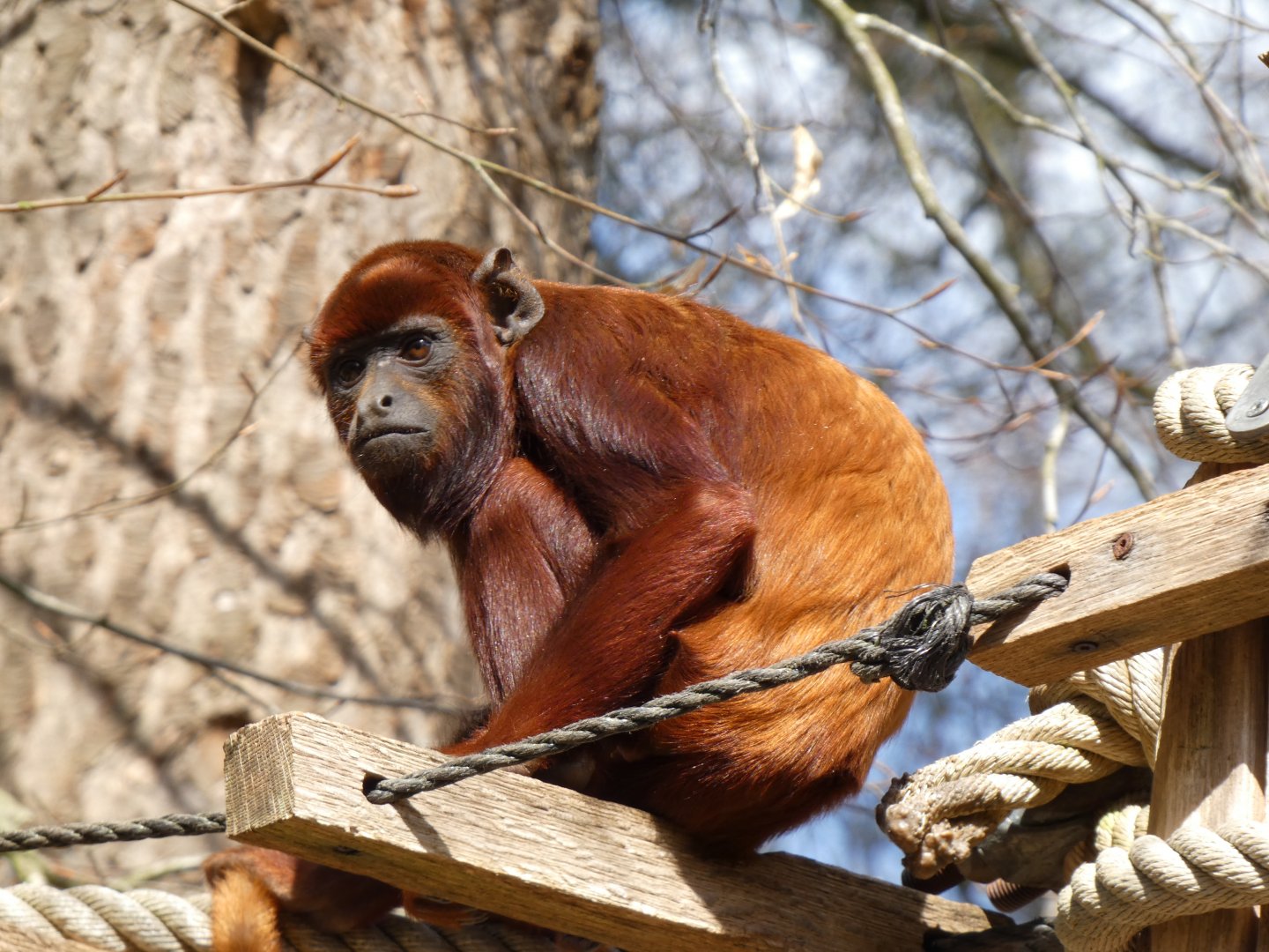 202504 - Colombian red howler, juvenile