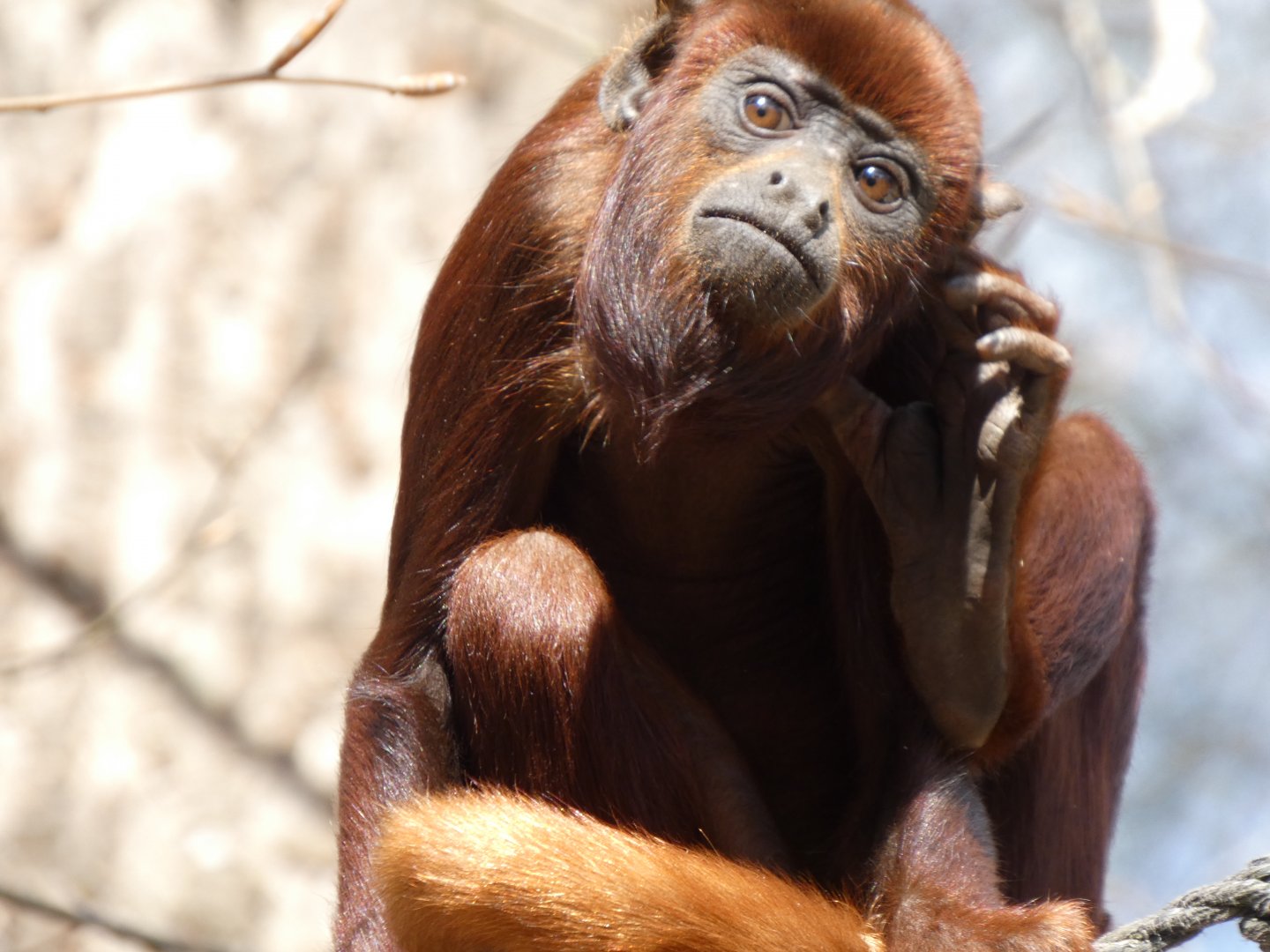 202504 - Colombian red howler monkey, juvenile