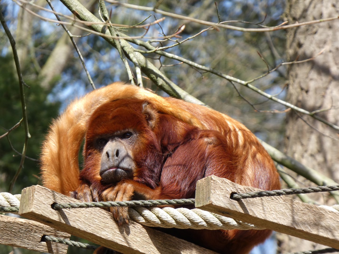 202504 - Colombian red howler monkey