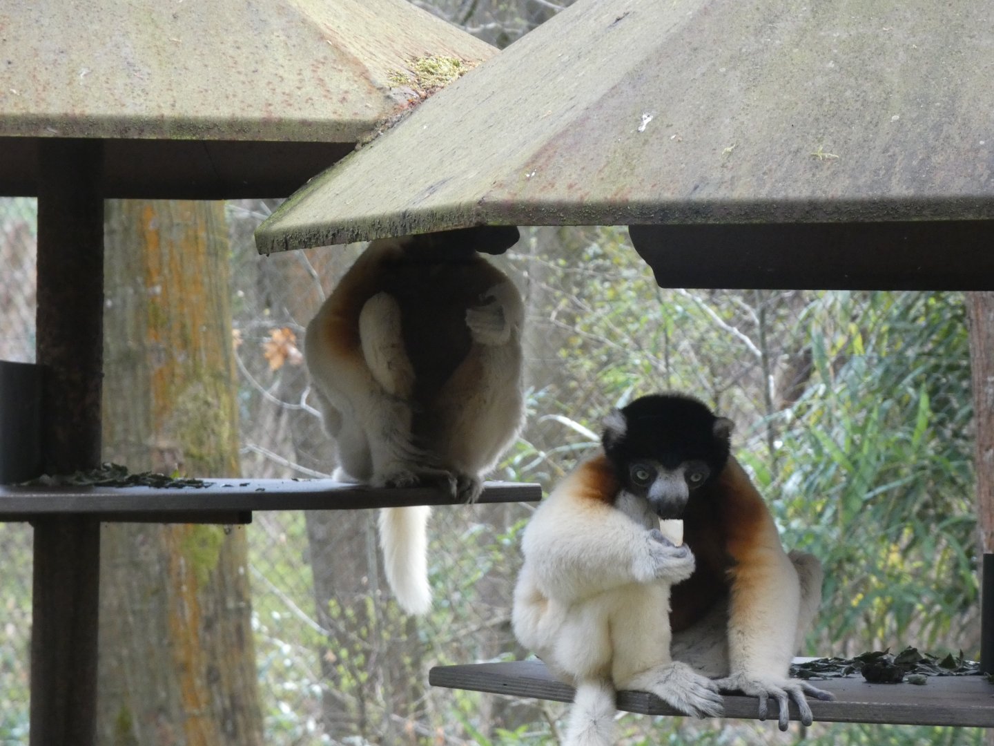 202504 - Crowned sifaka