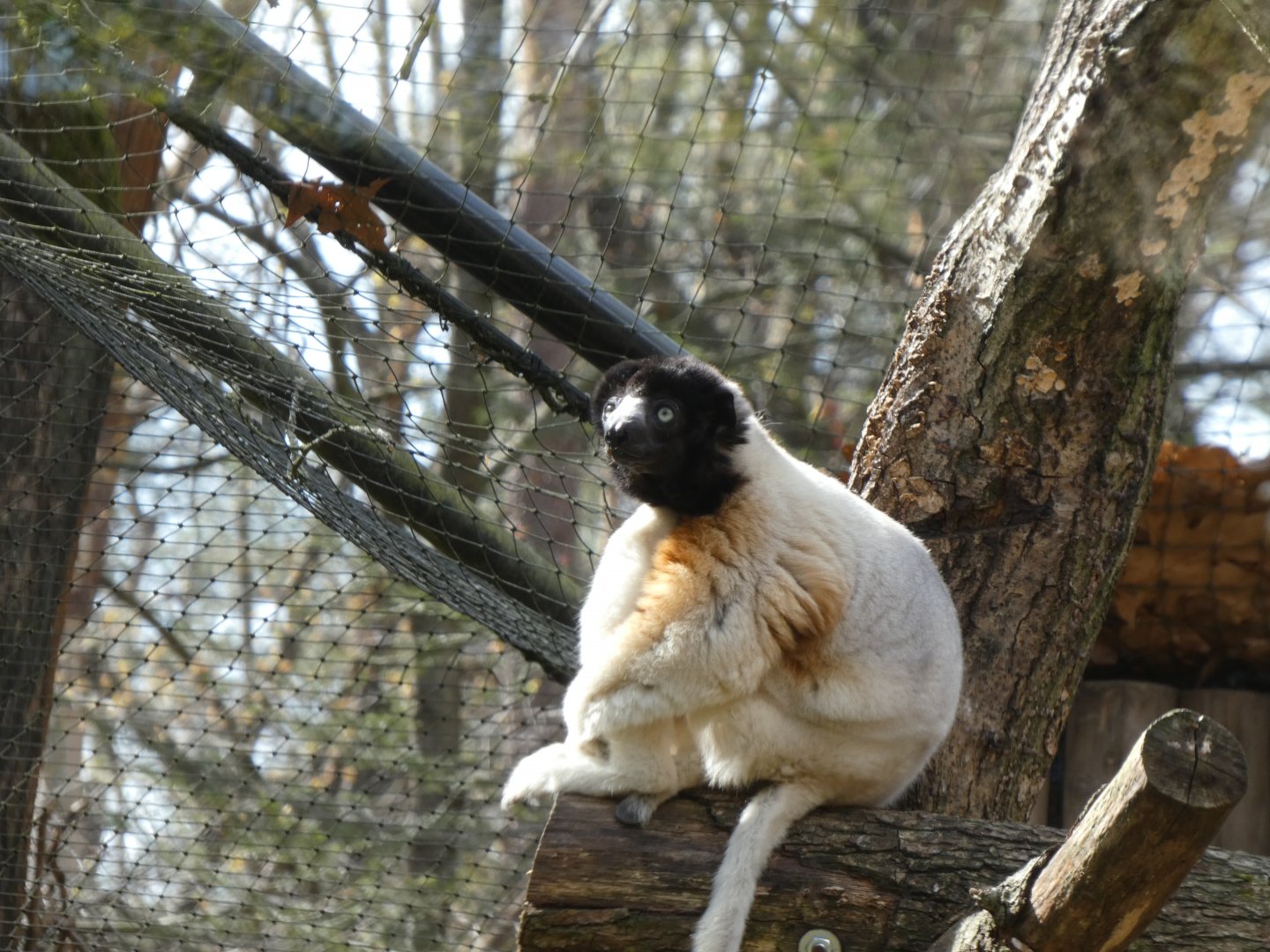 202504 - Crowned sifaka