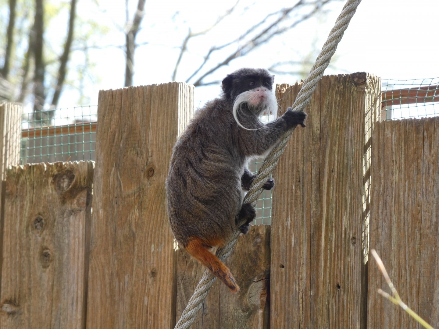 202504 - Emperor tamarin