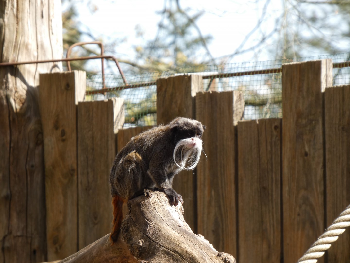 202504 - Emperor tamarin