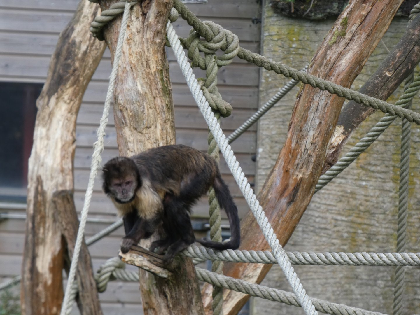 202504 - Golden-bellied capuchin monkey