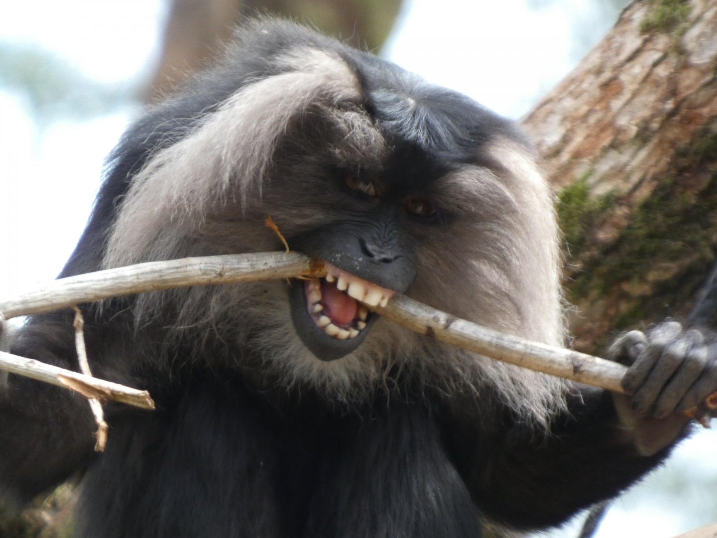 202504 - Lion-tailed macaque