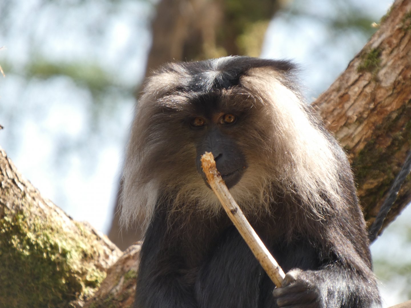 202504 - Lion-tailed macaque