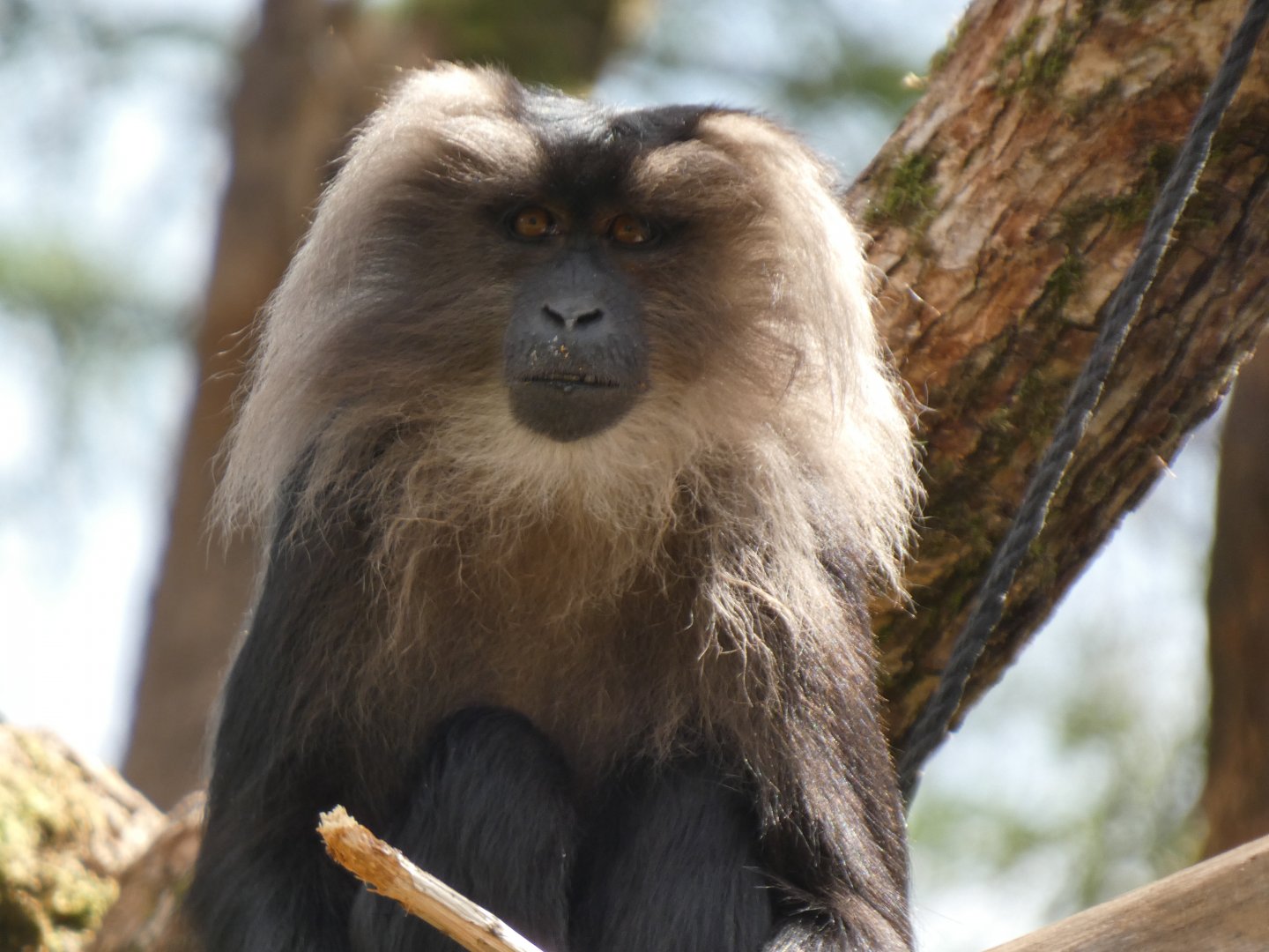 202504 - Lion-tailed macaque