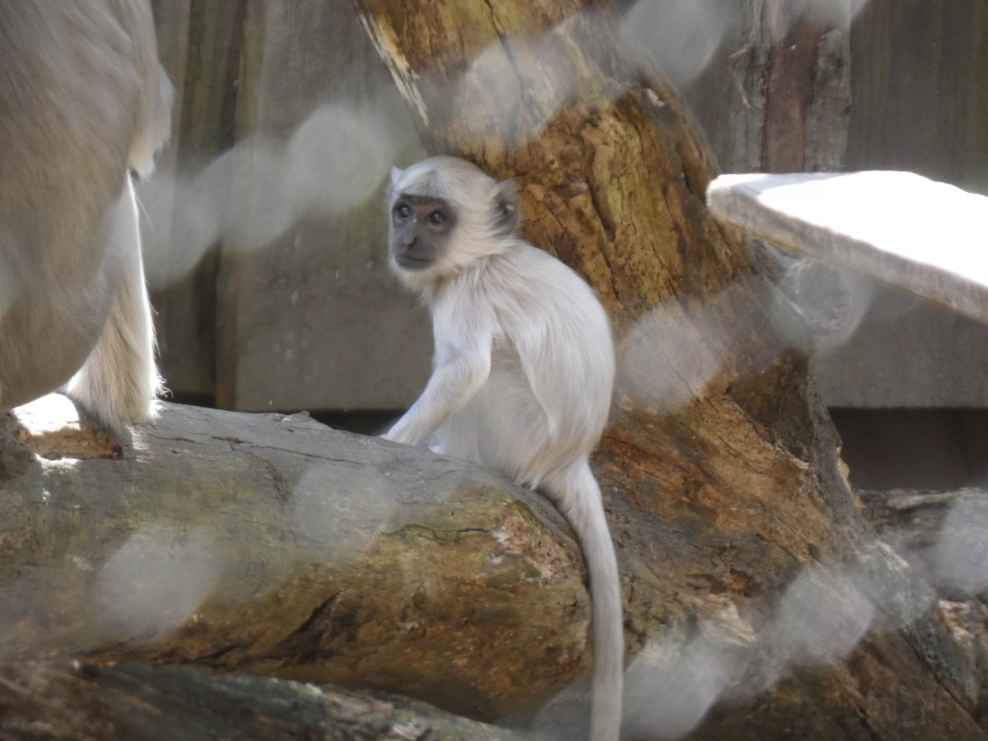202504 - Northern plains gray langur, young