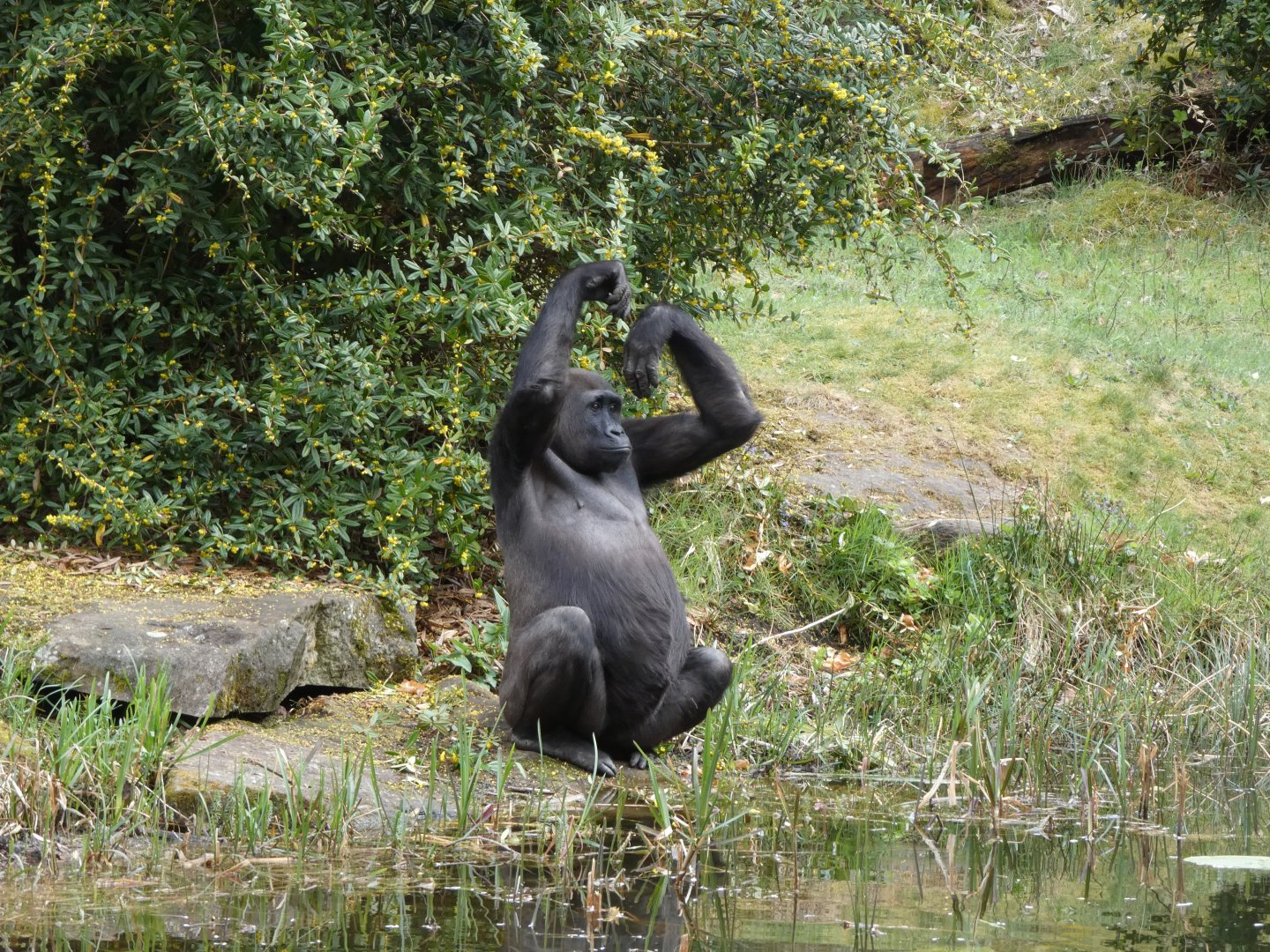 202504 - Western lowland gorilla, adolecent female 'Chama'