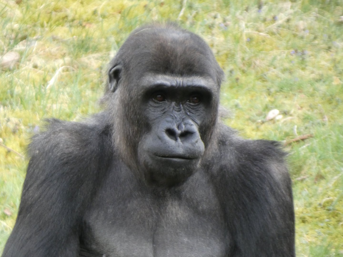 202504 - Western lowland gorilla, adolecent male 'Jabari'