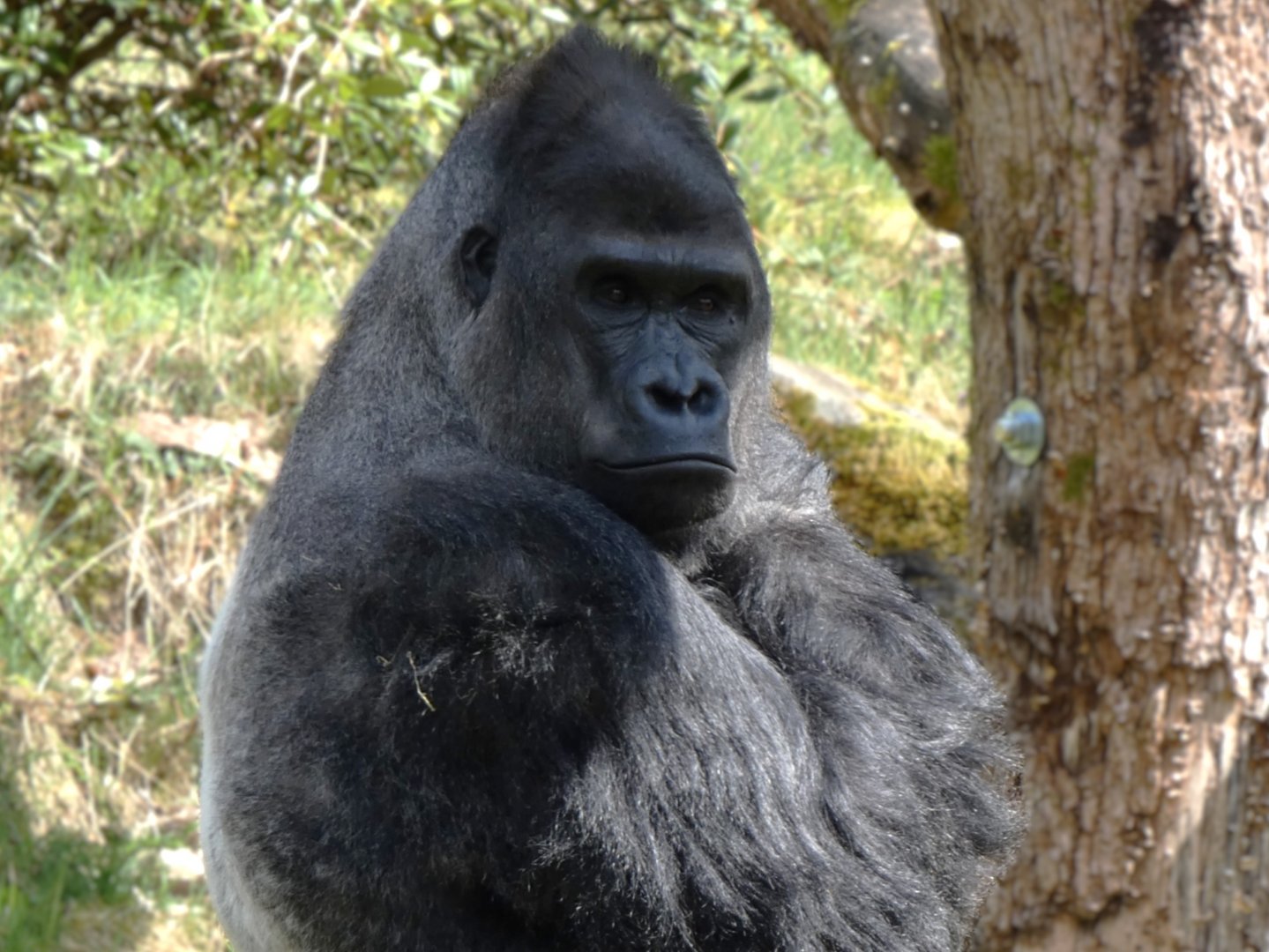 202504 - Western lowland gorilla, adult male Banjoko
