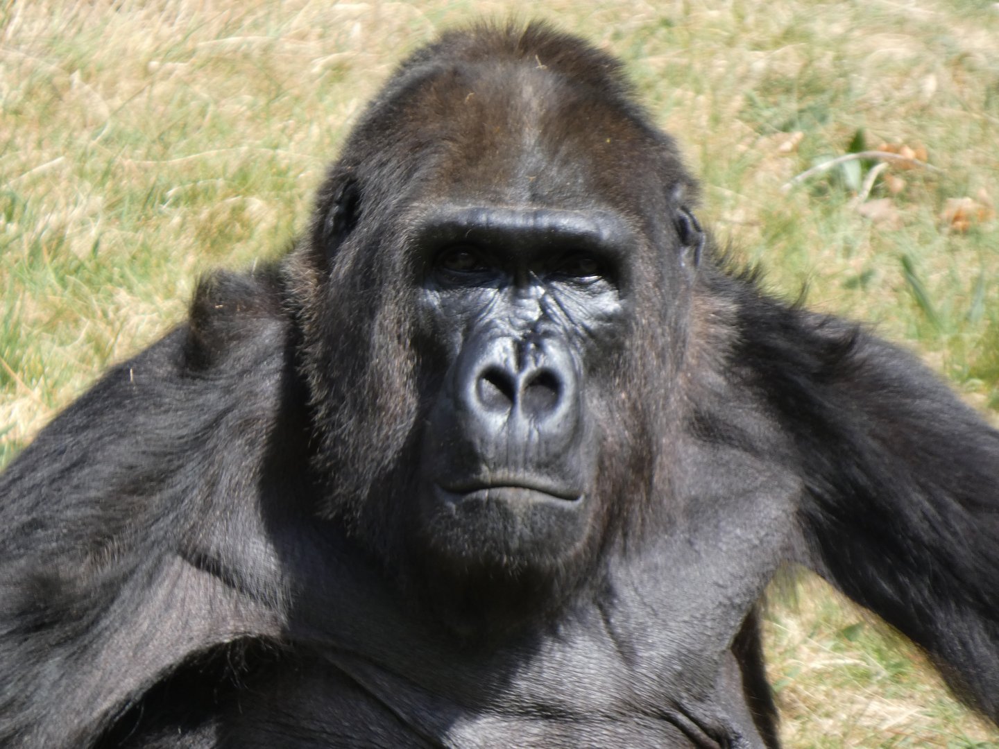 202504 - Western lowland gorilla, eldery female 'Mandji' (50!)