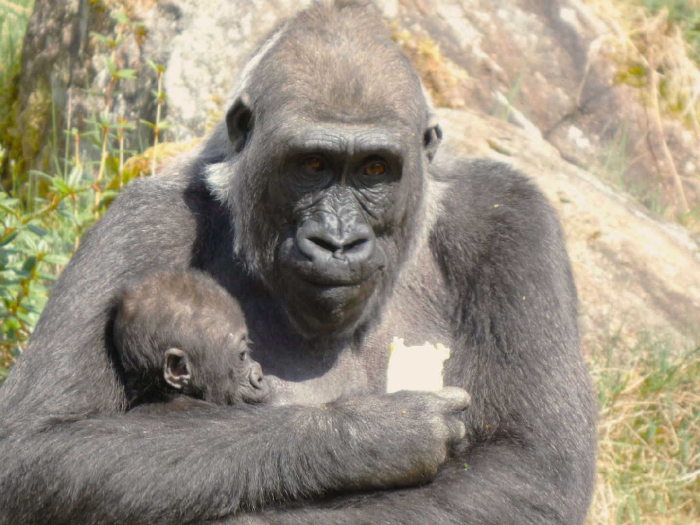 202504 - Western lowland gorilla 'M'fugaji' and her young, 'Mizani'
