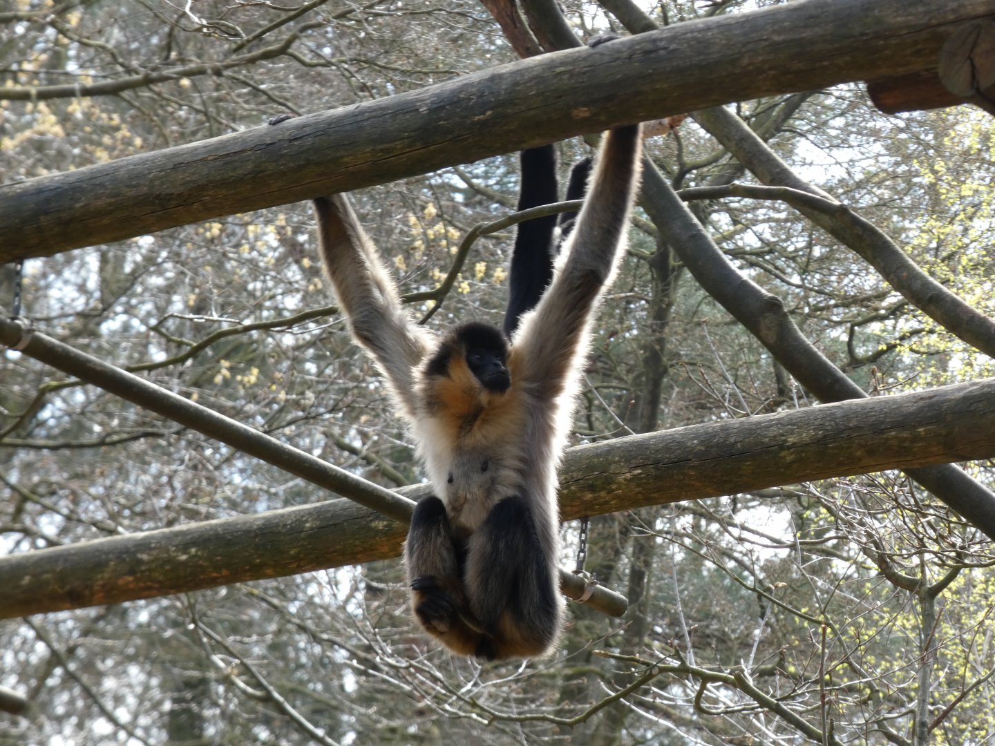 202504 - White-cheeked gibbon, going through colour change