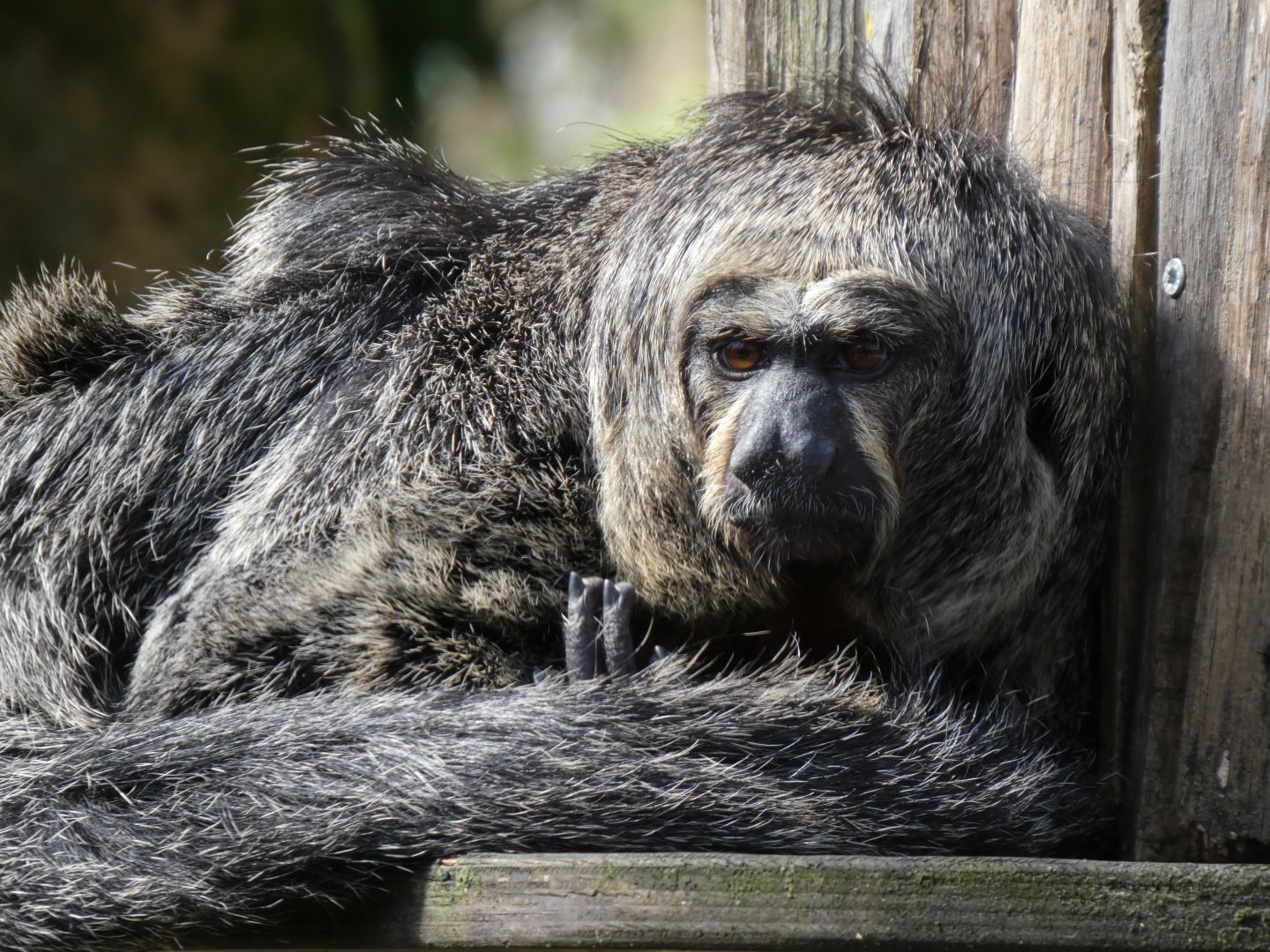 202504 - White faced saki (female)