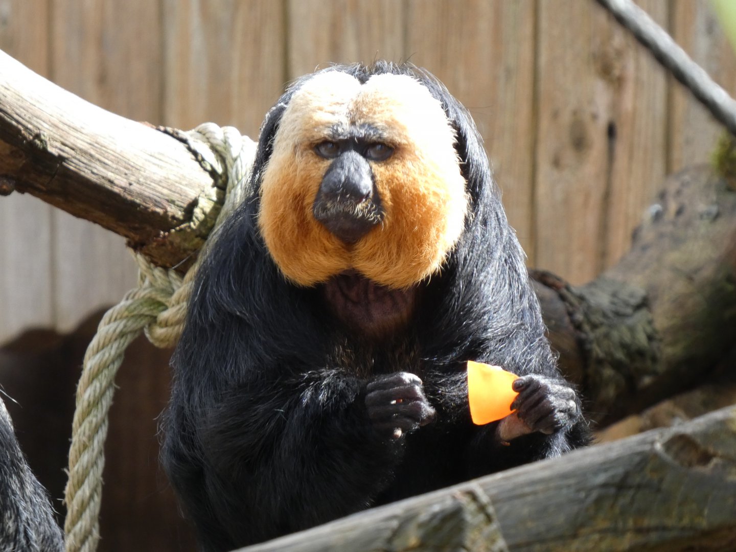 202504 - White faced saki (male)
