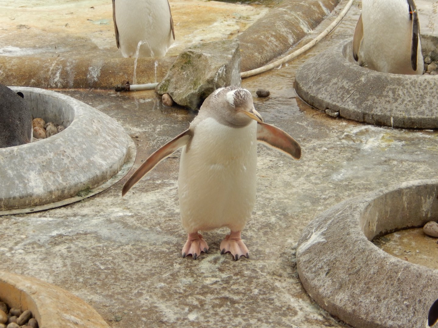 21/5/2017 - Albino Gentoo Penguin