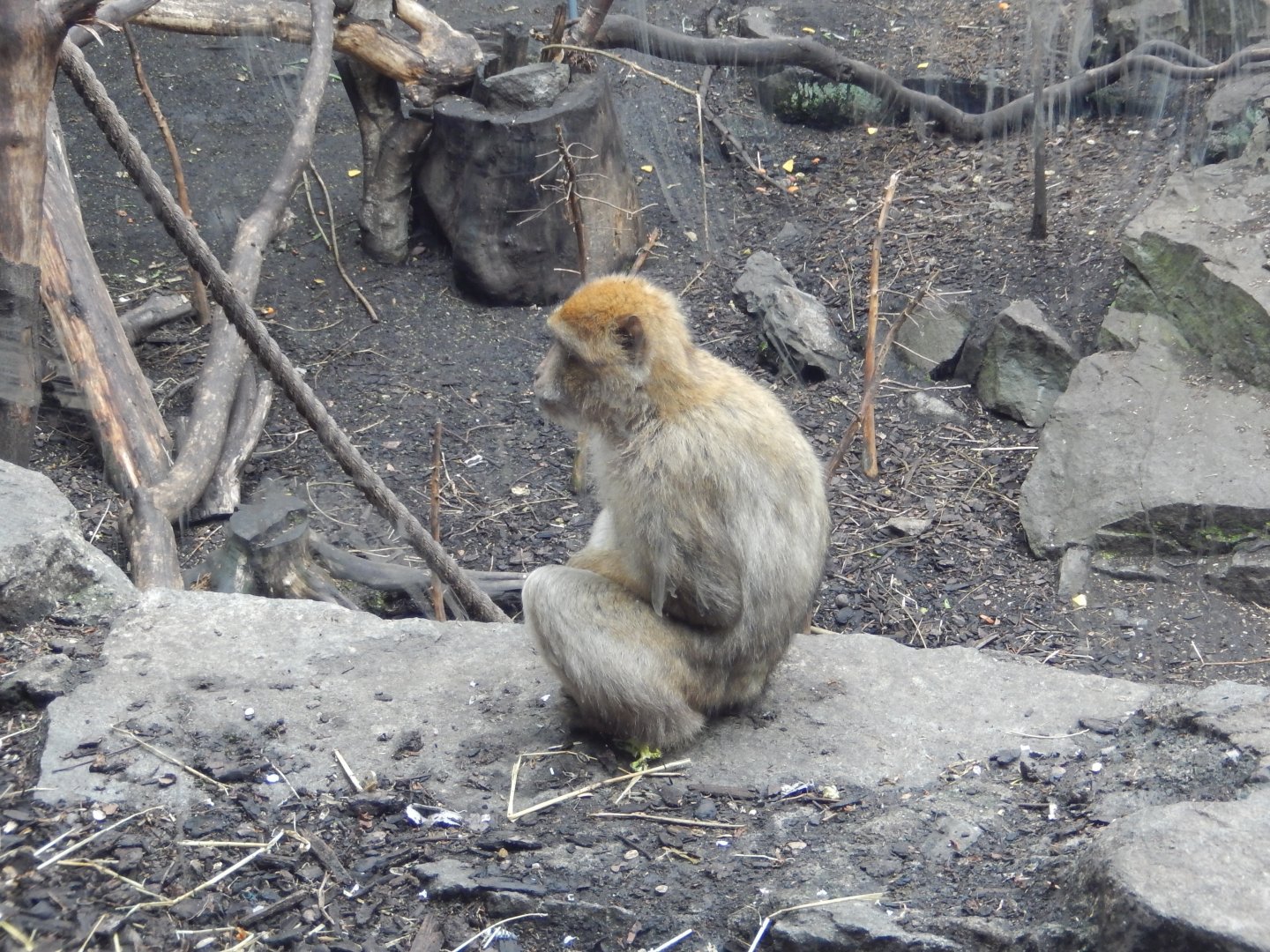 21/5/2017 - Barbary Macaque