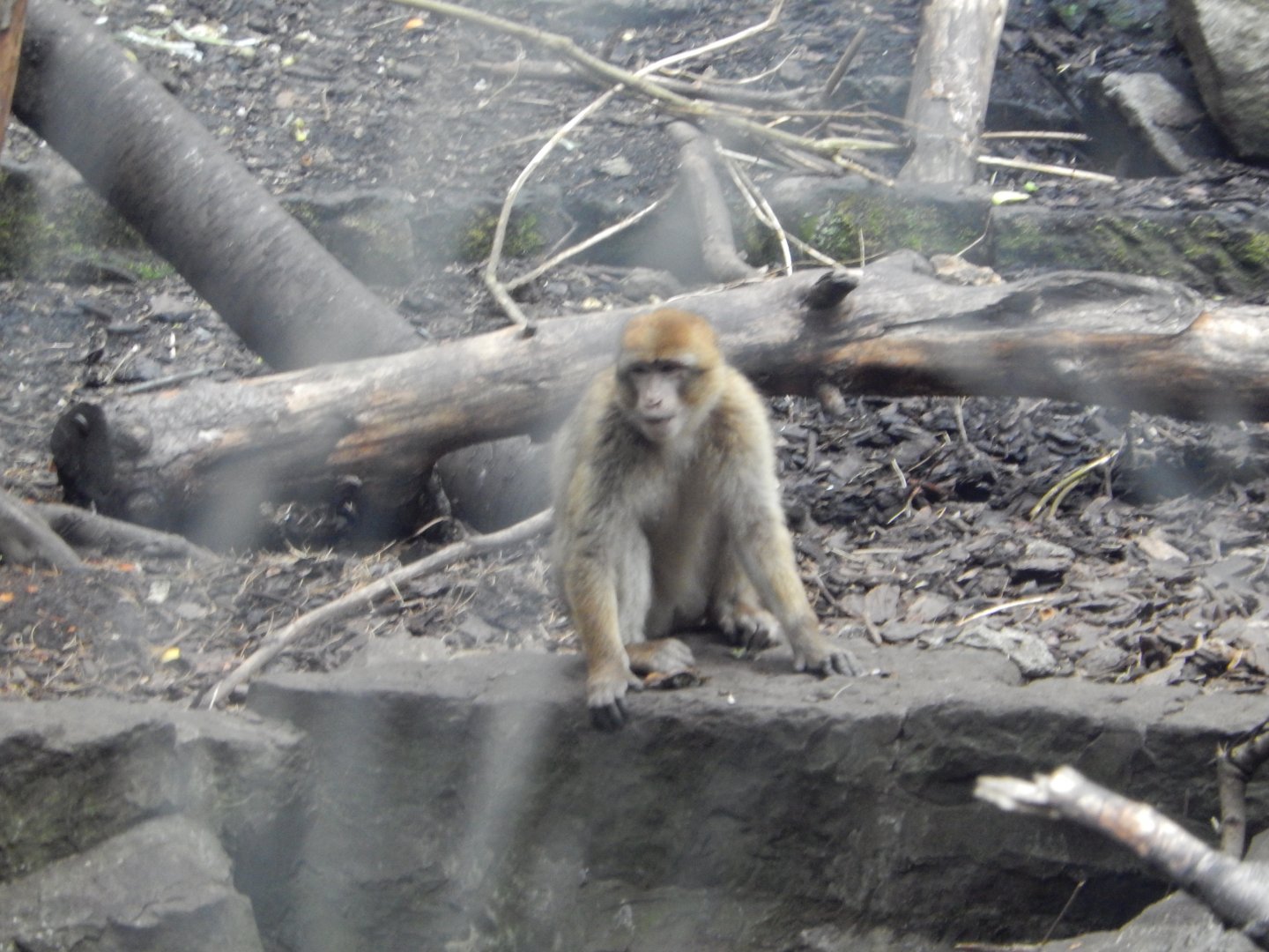 21/5/2017 - Barbary Macaque