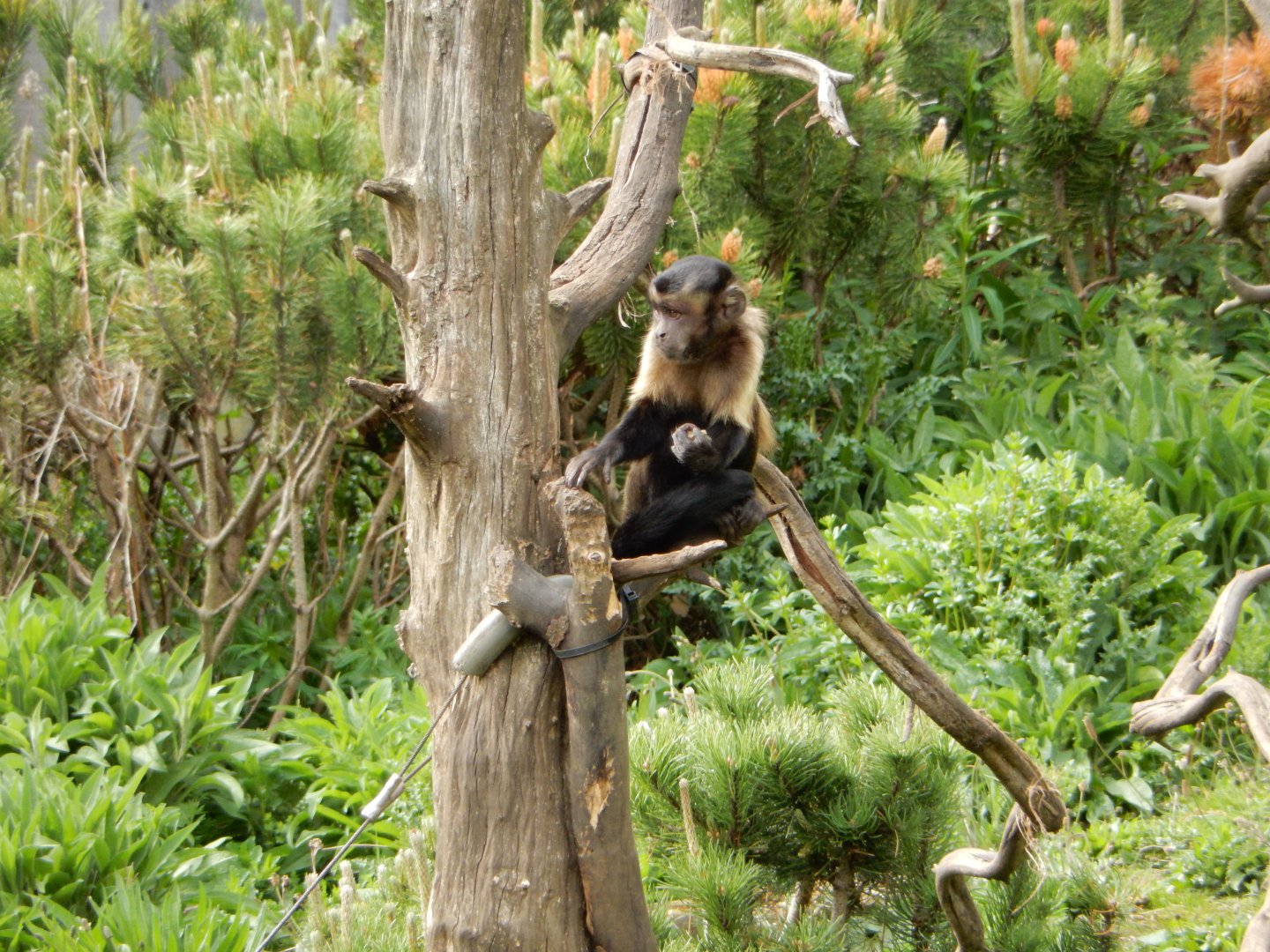 21/5/2017 - Brown Capuchin Monkey