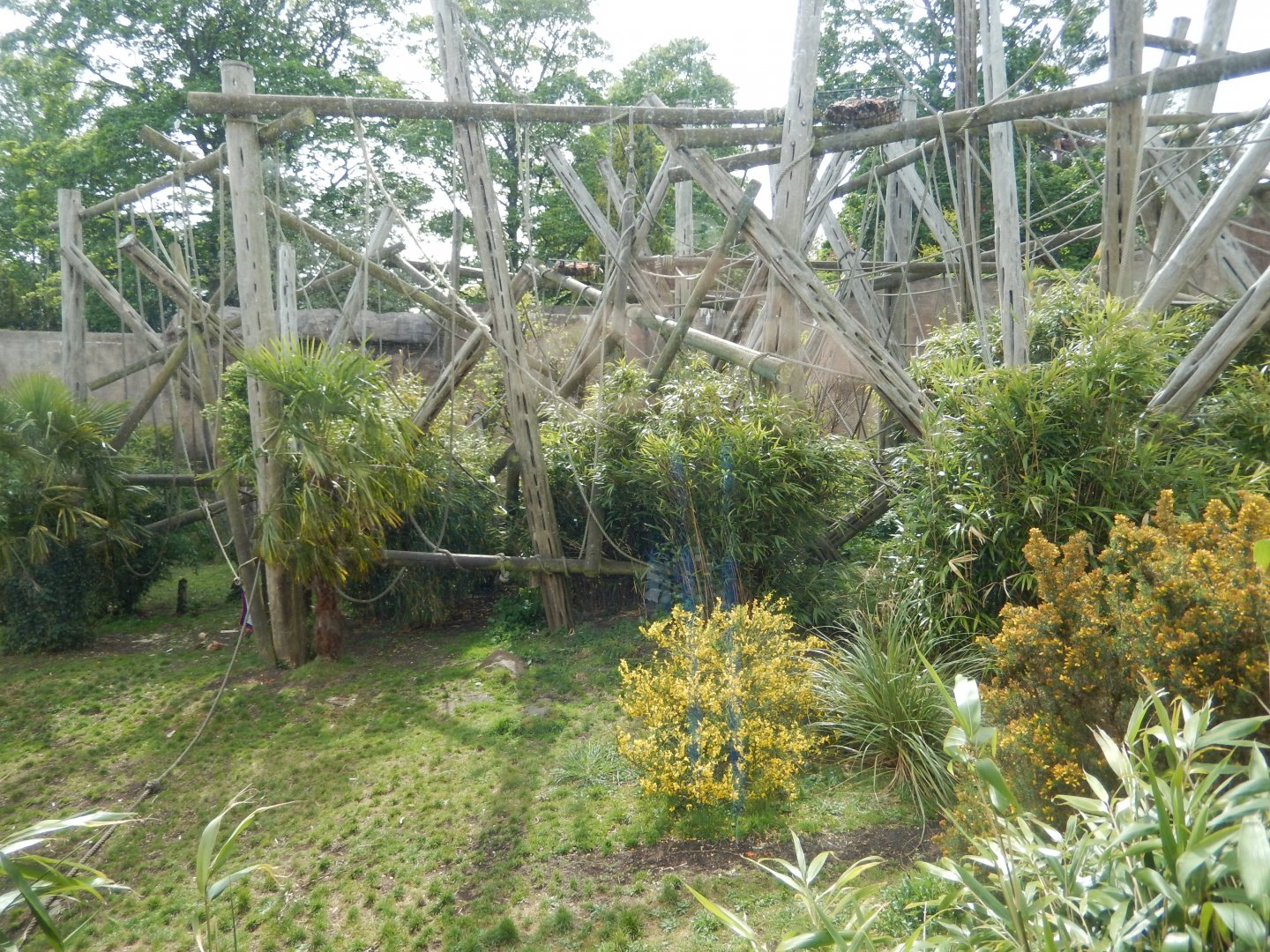 21/5/2017 - Budongo Trail - Outdoor Chimpanzee Habitat