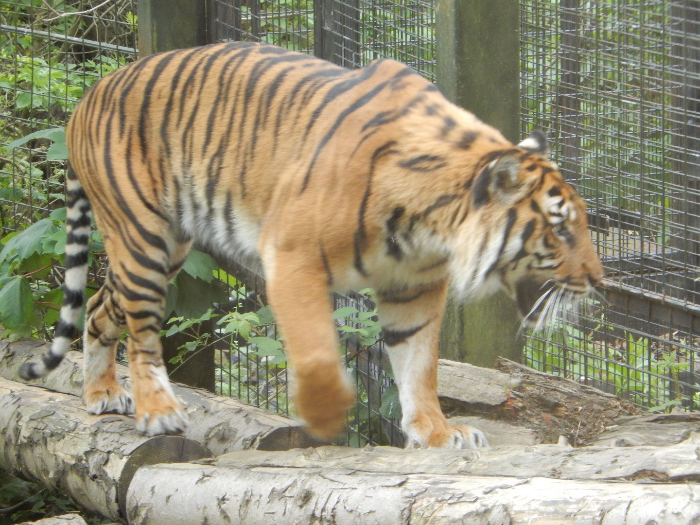 21/5/2017 - Female Sumatran Tiger
